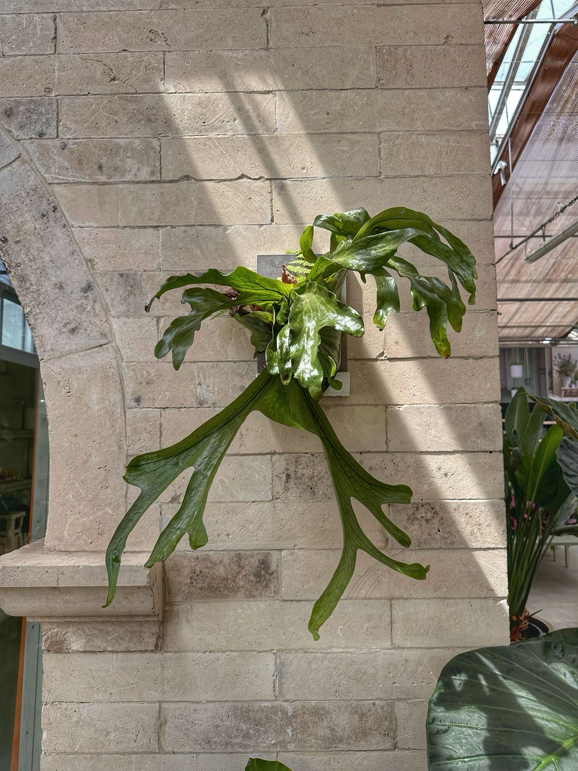 Platycerium superbum XXXL su zattera autoirrigante con riserva d’acqua