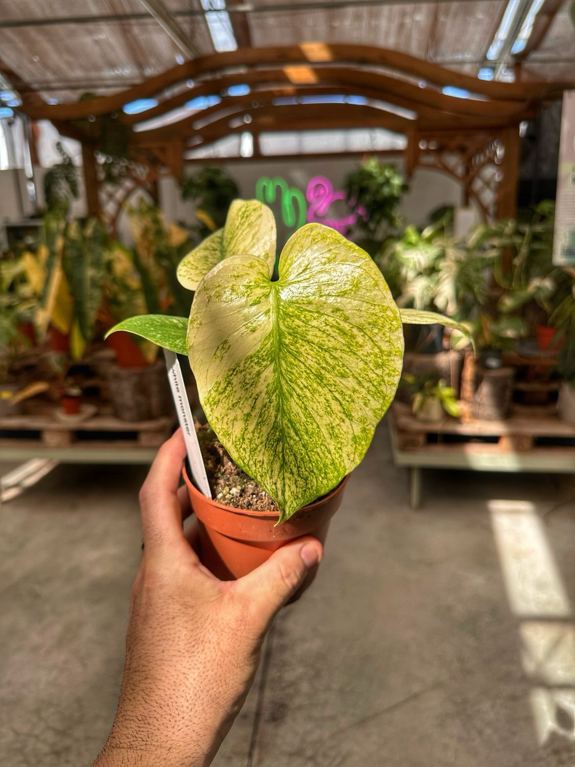 Monstera White Monster vaso cm 10,5