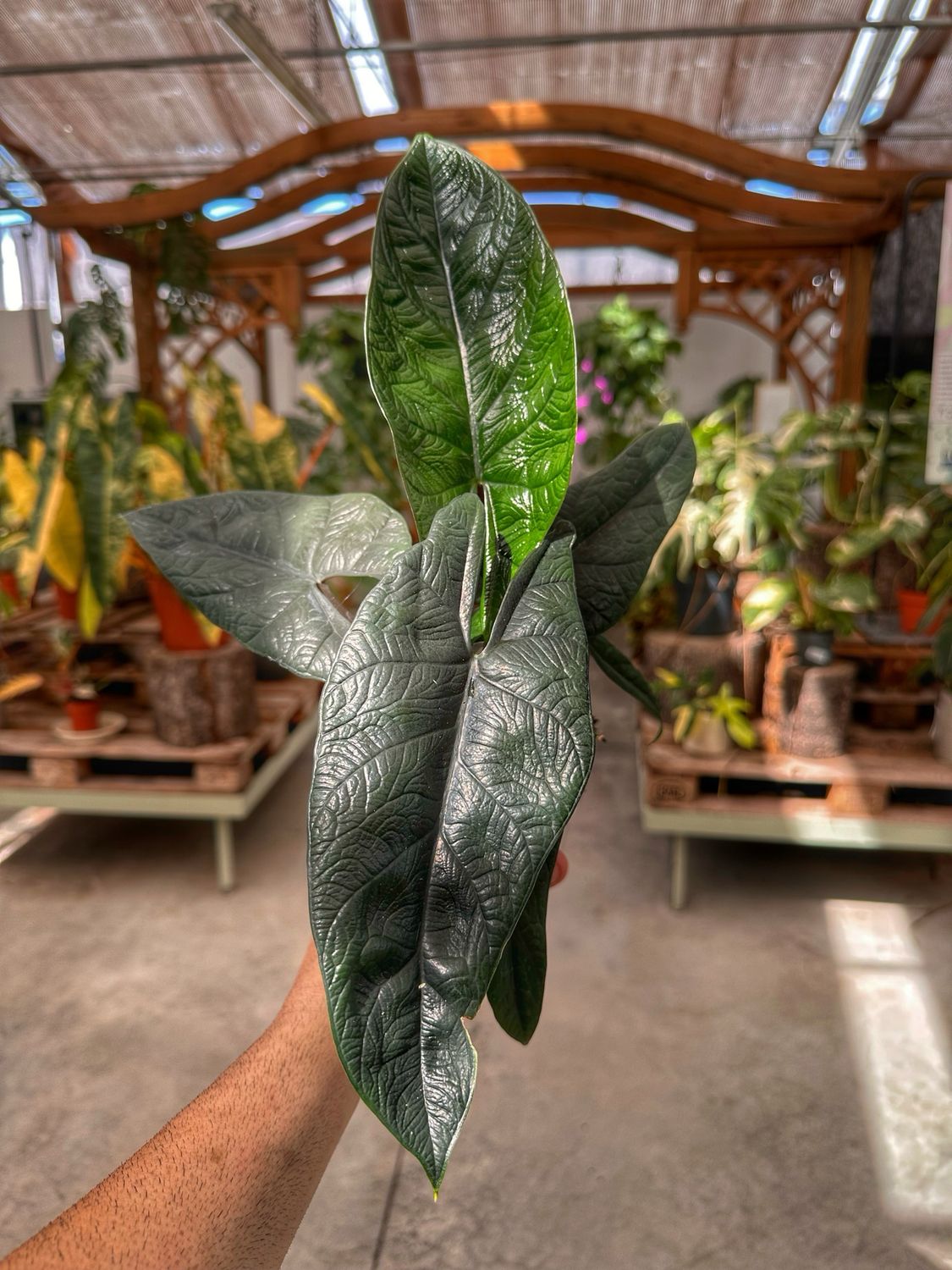 Alocasia scalprum vaso cm 11 Alocasia scalprum vaso cm 11