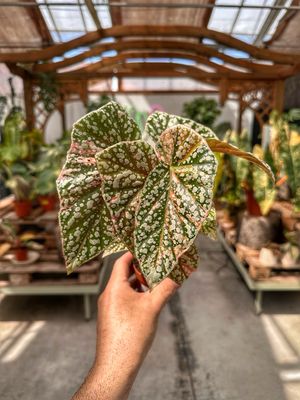 Begonia snow capped variegata vaso cm 7