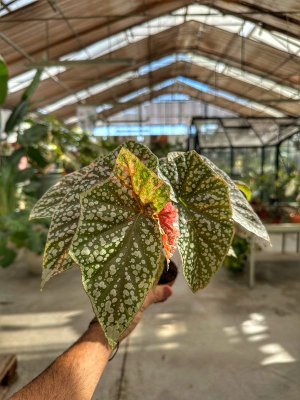 Begonia snow capped variegata vaso cm 7