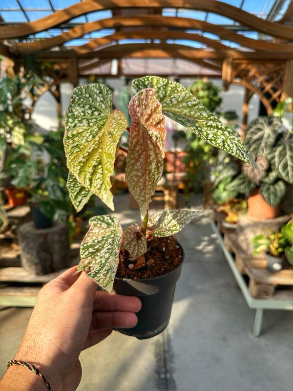 Begonia snow capped variegata vaso cm 12