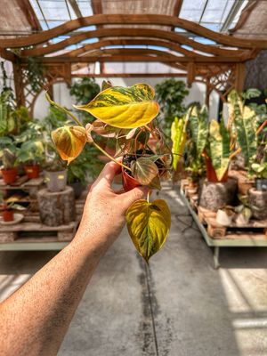 Philodendron Micans variegata vaso cm 7