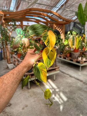 Philodendron Micans variegata vaso cm 7