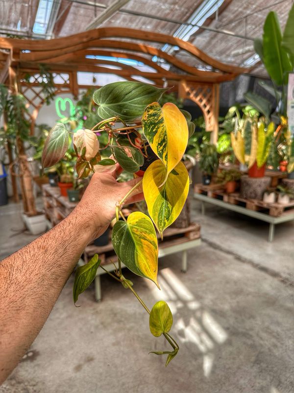 Philodendron Micans variegata vaso cm 7