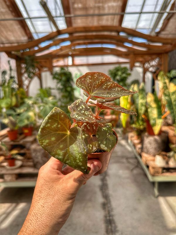 Begonia Pandora vaso cm 8