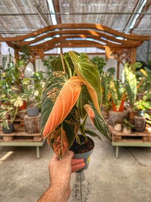 Philodendron Melanochrysum orange variegata vaso cm 12