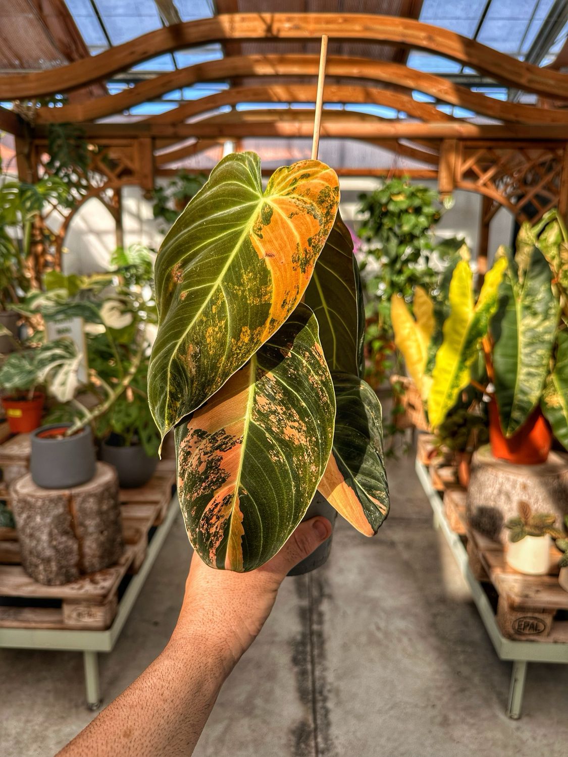 Philodendron Melanochrysum orange variegata vaso cm 12