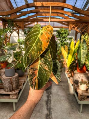 Philodendron Melanochrysum orange variegata vaso cm 12