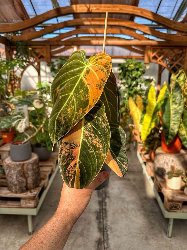 Philodendron Melanochrysum orange variegata vaso cm 12
