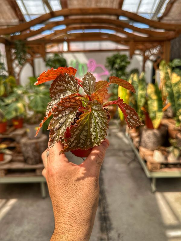 Begonia snow leopard vaso cm 8