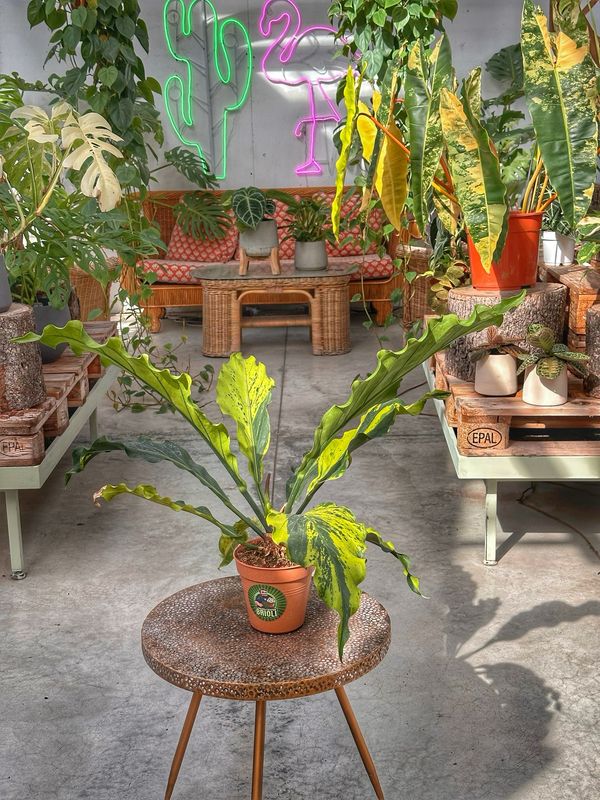 Anthurium PLOWMANII variegata vaso cm 15