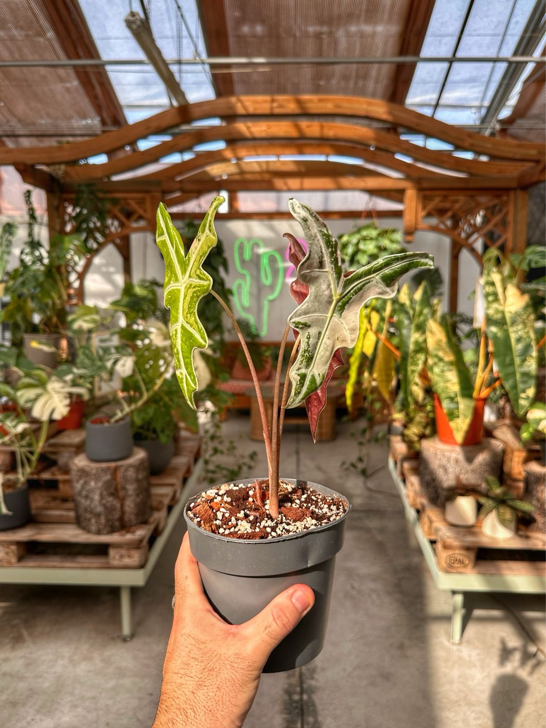 Alocasia SANDERIANA nobilis pink variegata vado cm 14
