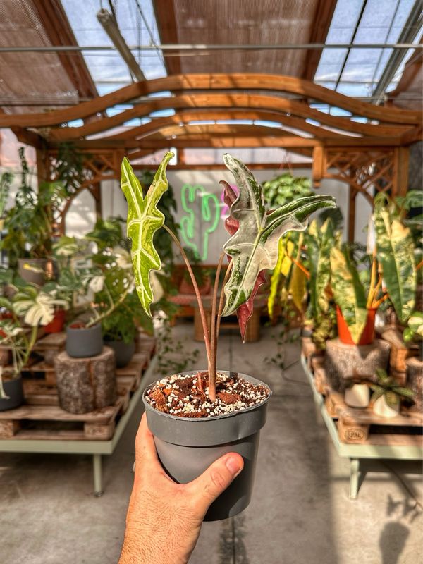 Alocasia SANDERIANA nobilis pink variegata vado cm 14