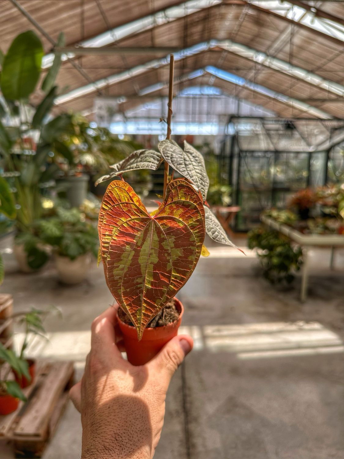 Dioscorea discolor vaso cm 7