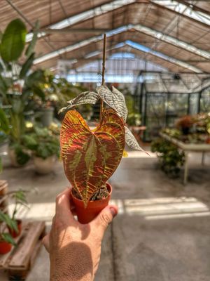 Dioscorea discolor vaso cm 7