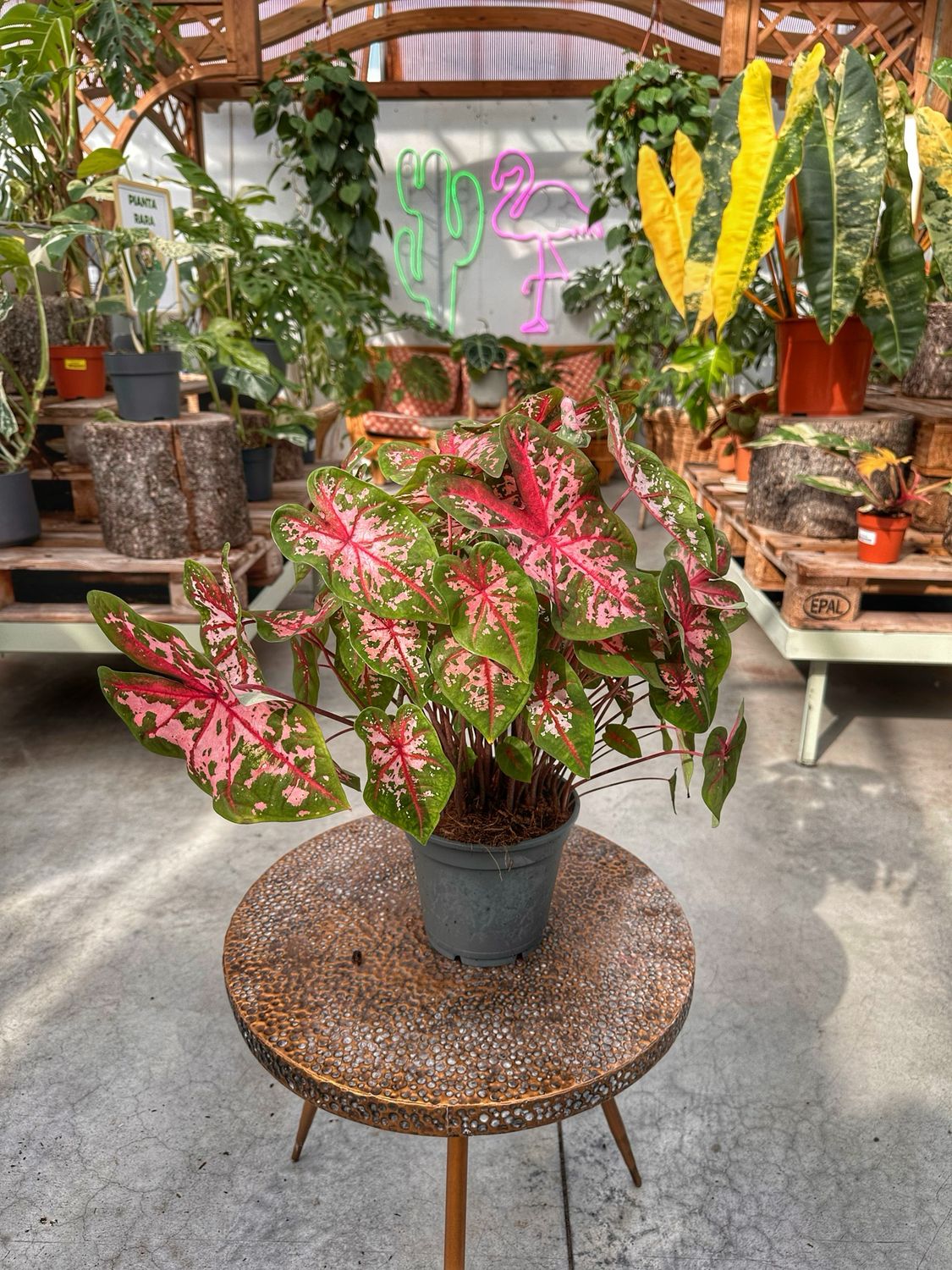 Caladium karolin whorton vaso cm 17