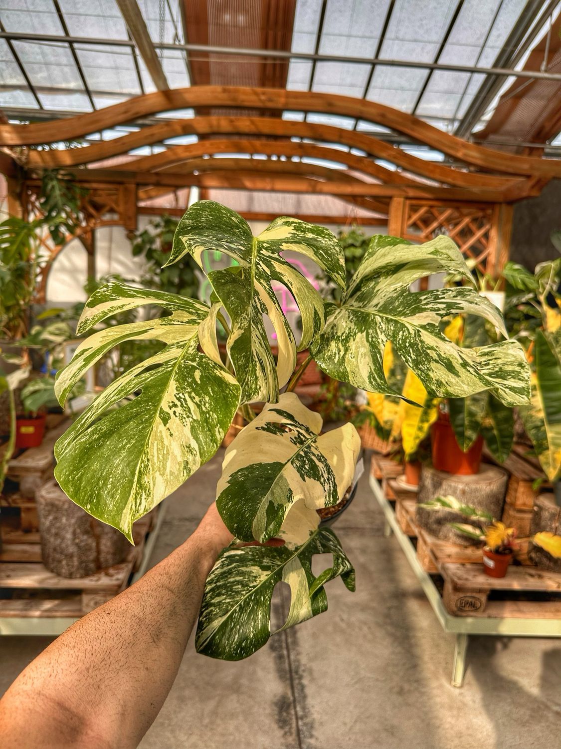 Monstera albovariegata vaso cm 17