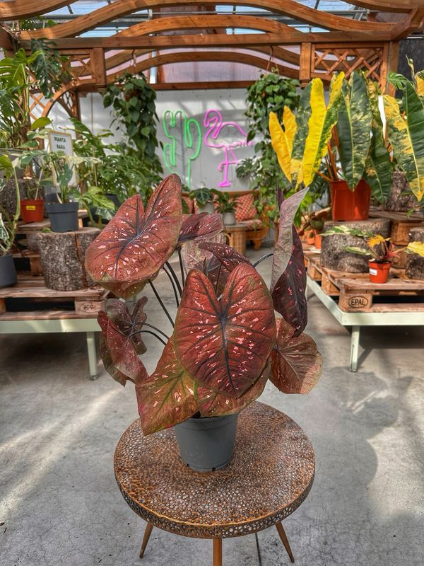 Caladium rain on shine vaso cm 17