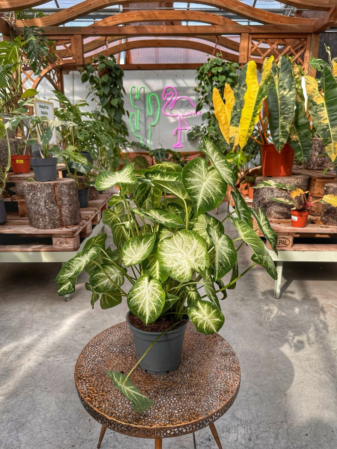 Caladium white vaso cm 17