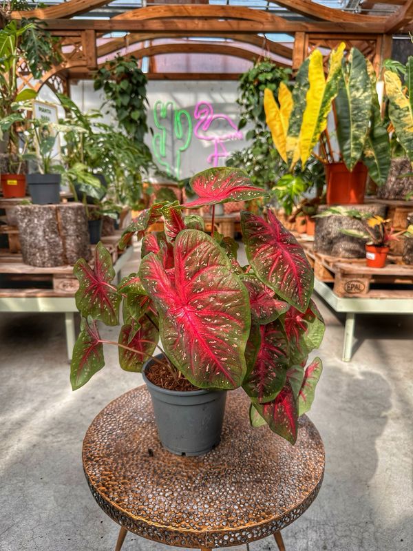 Caladium red flash vaso cm 17