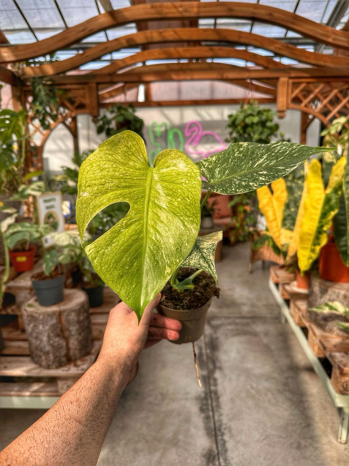 Monstera Mint M vaso cm 11