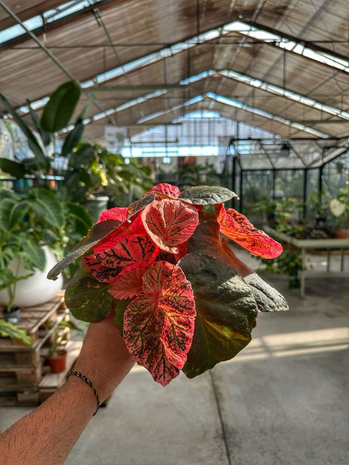 Begonia Midnight Sun vaso cm 14