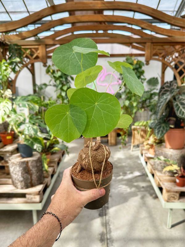 Stephania suberosa vaso cm 11