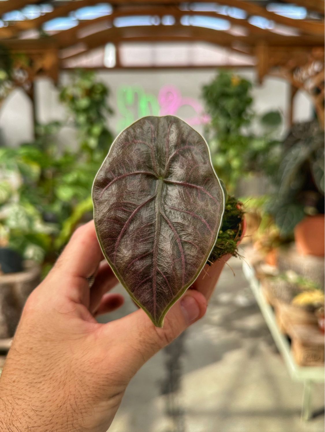 Alocasia azlanii vaso cm 8
