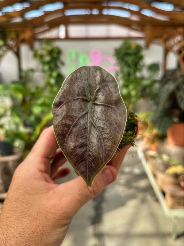 Alocasia azlanii vaso cm 8