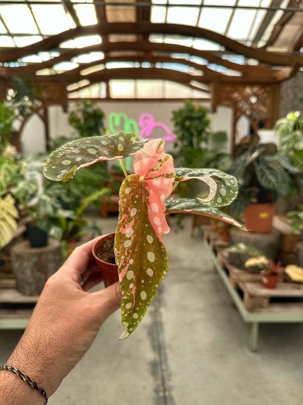 Begoniaqculata extra variegata vaso cm 8