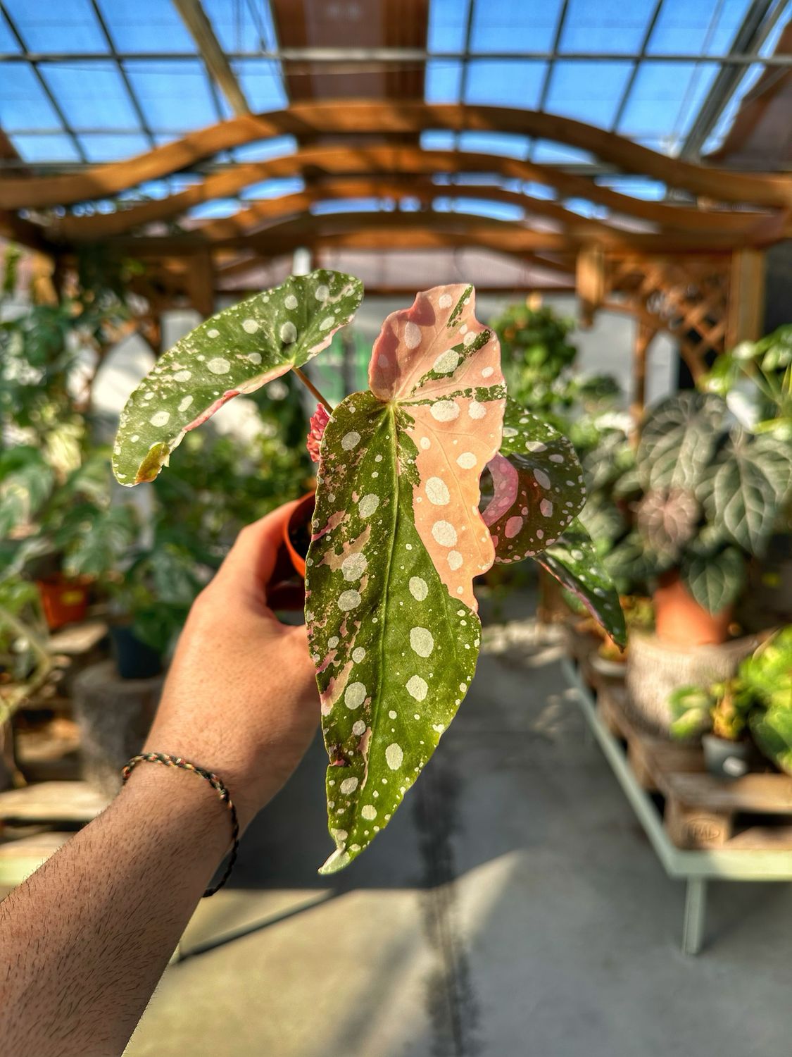 Begonia maculata pink extra variegata vaso cm 8