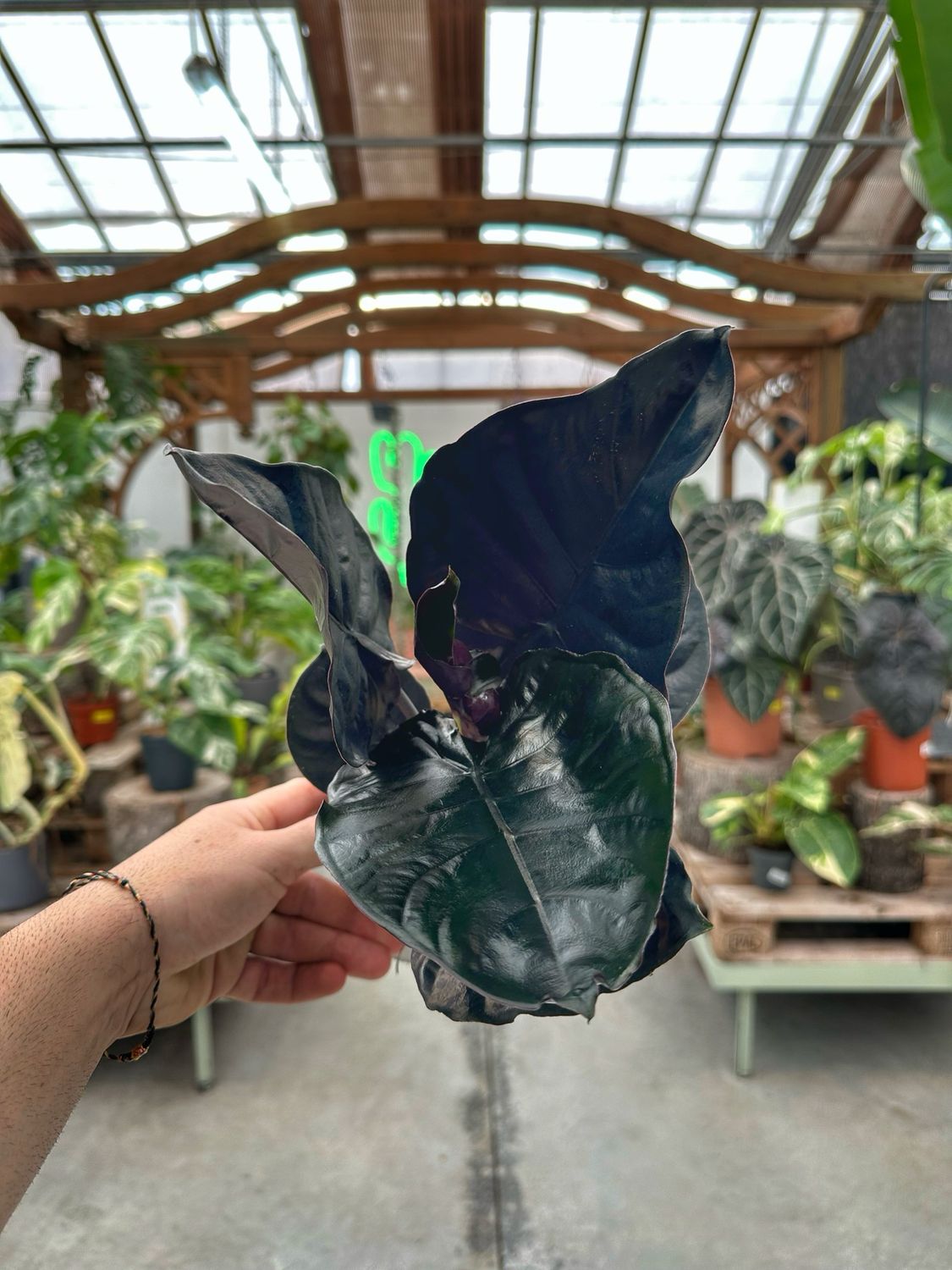 Alocasia Black magic vaso cm 11