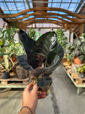 Alocasia Black magic vaso cm 11