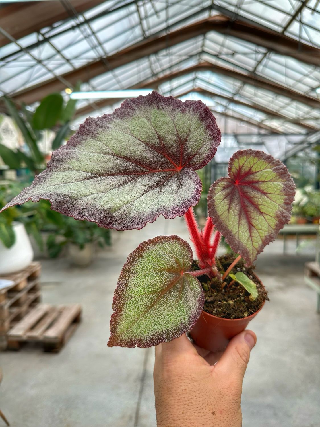 Begonia Flamingo soul vaso cm 8