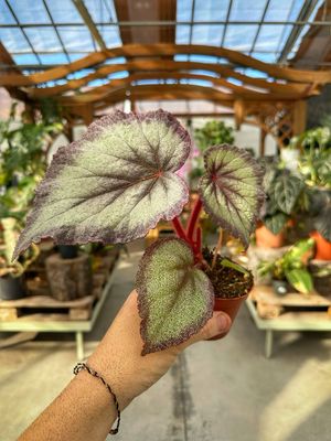 Begonia Flamingo soul vaso cm 8