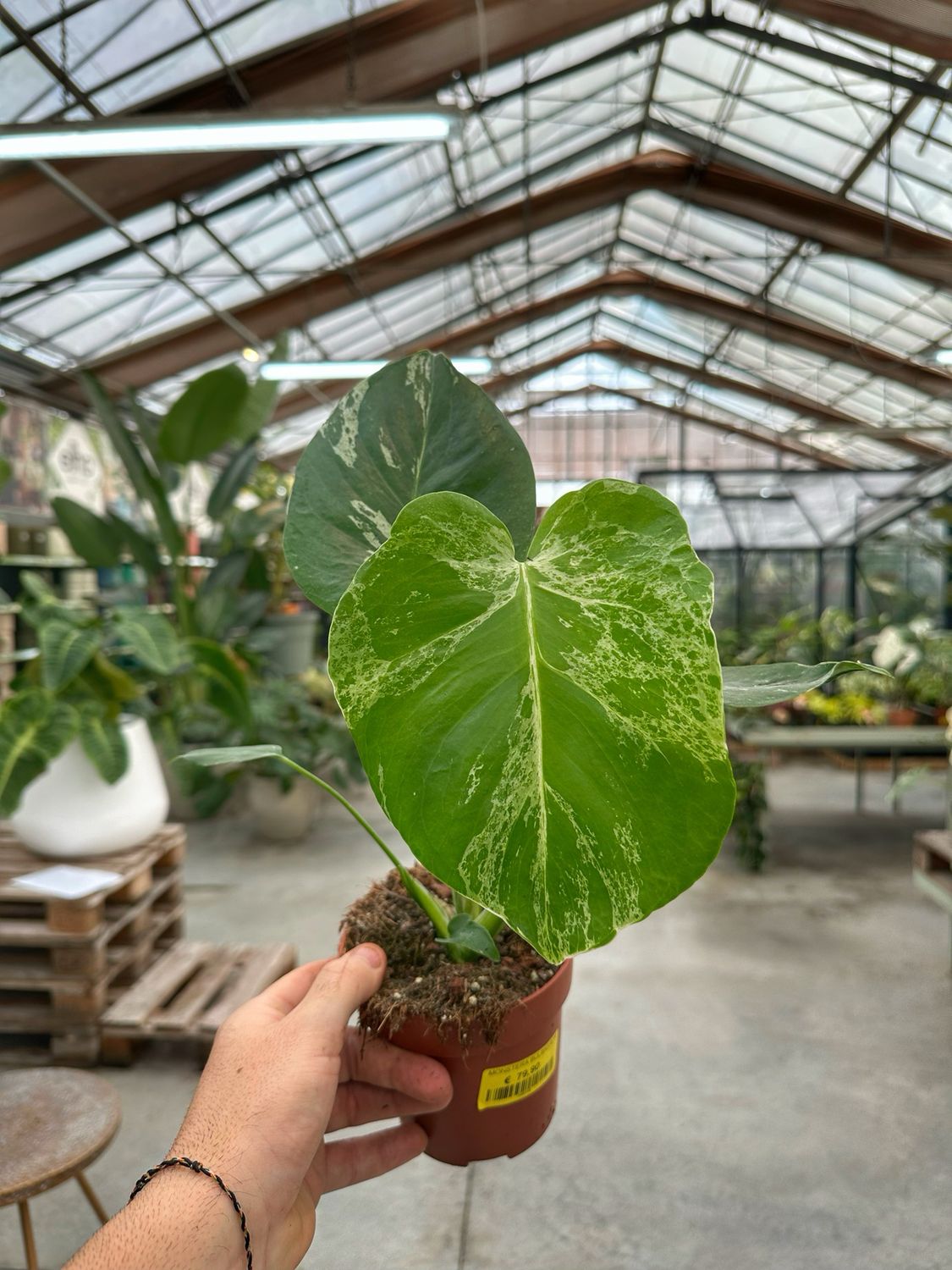 Monstera bulbasaur vaso cm 12