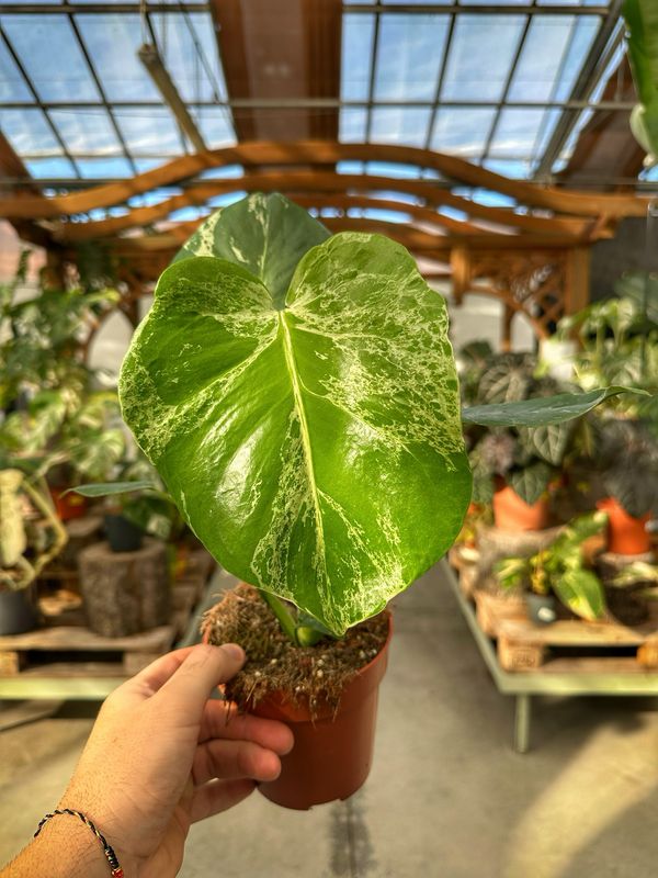 Monstera bulbasaur vaso cm 12