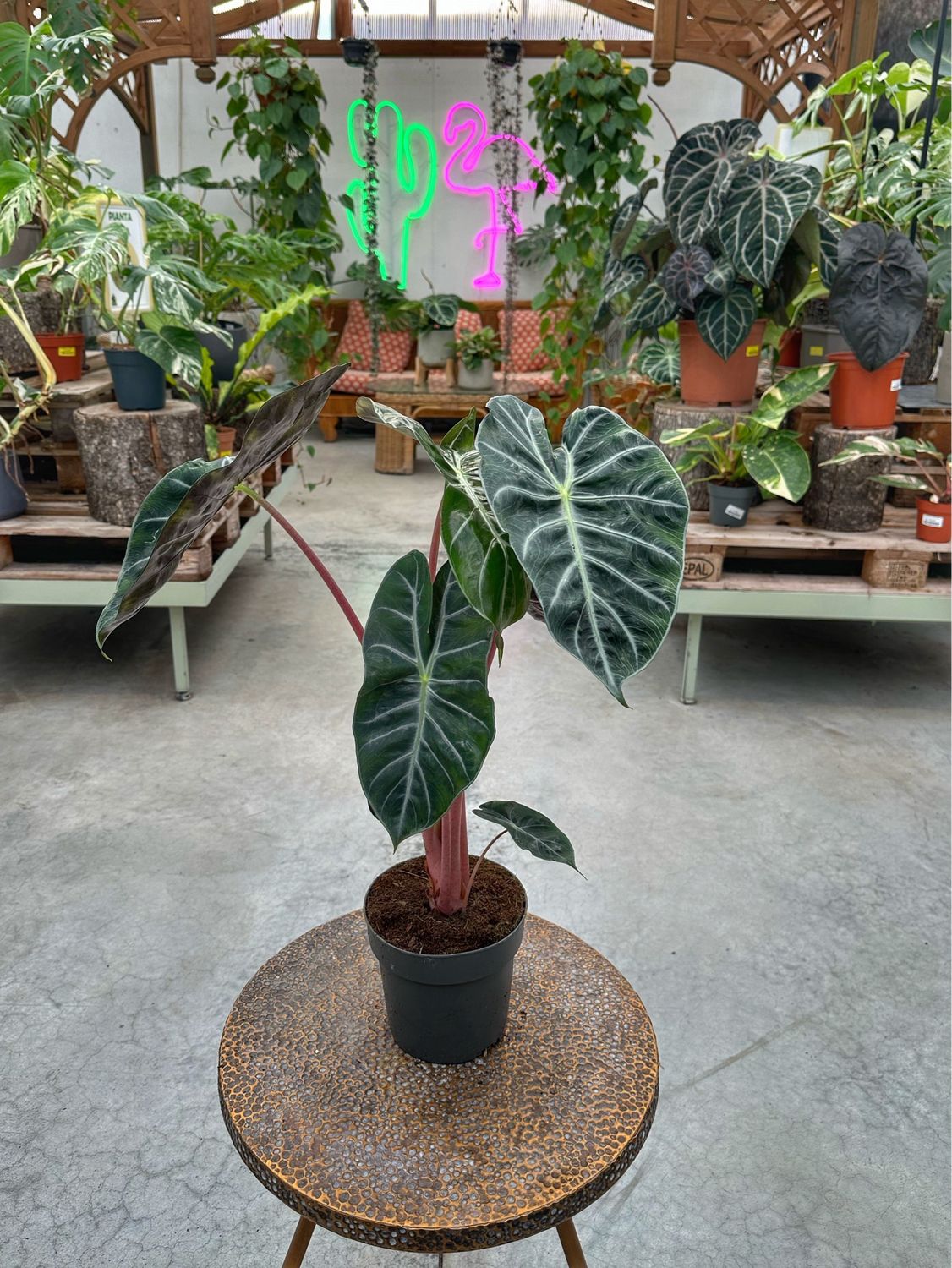 Alocasia pink dragon vaso cm 19