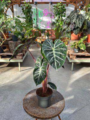 Alocasia pink dragon vaso cm 19