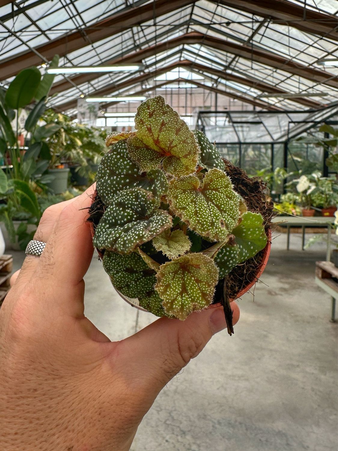 Begonia curtisii galaxy vaso cm 8