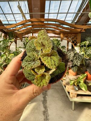 Begonia curtisii galaxy vaso cm 8