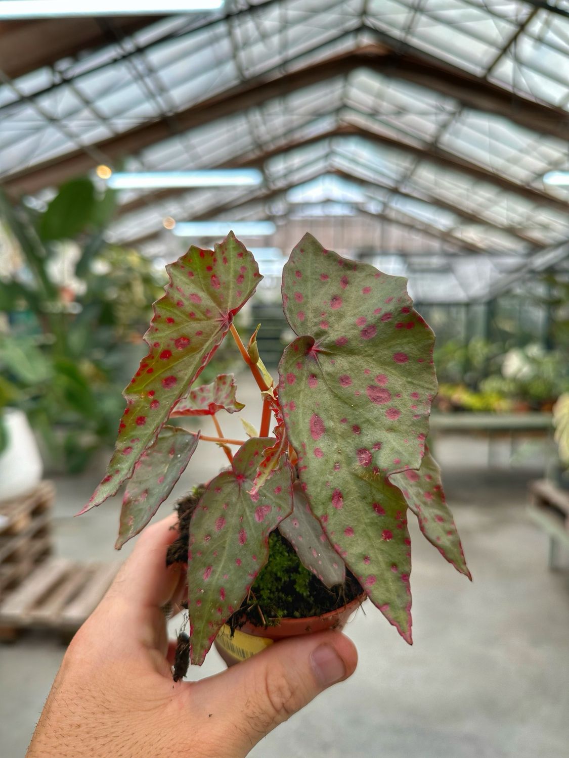 Begonia amphioxus X malachosticta vaso cm 8