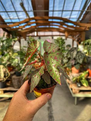 Begonia amphioxus X malachosticta vaso cm 8