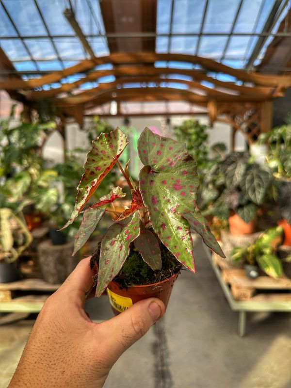 Begonia amphioxus X malachosticta vaso cm 8