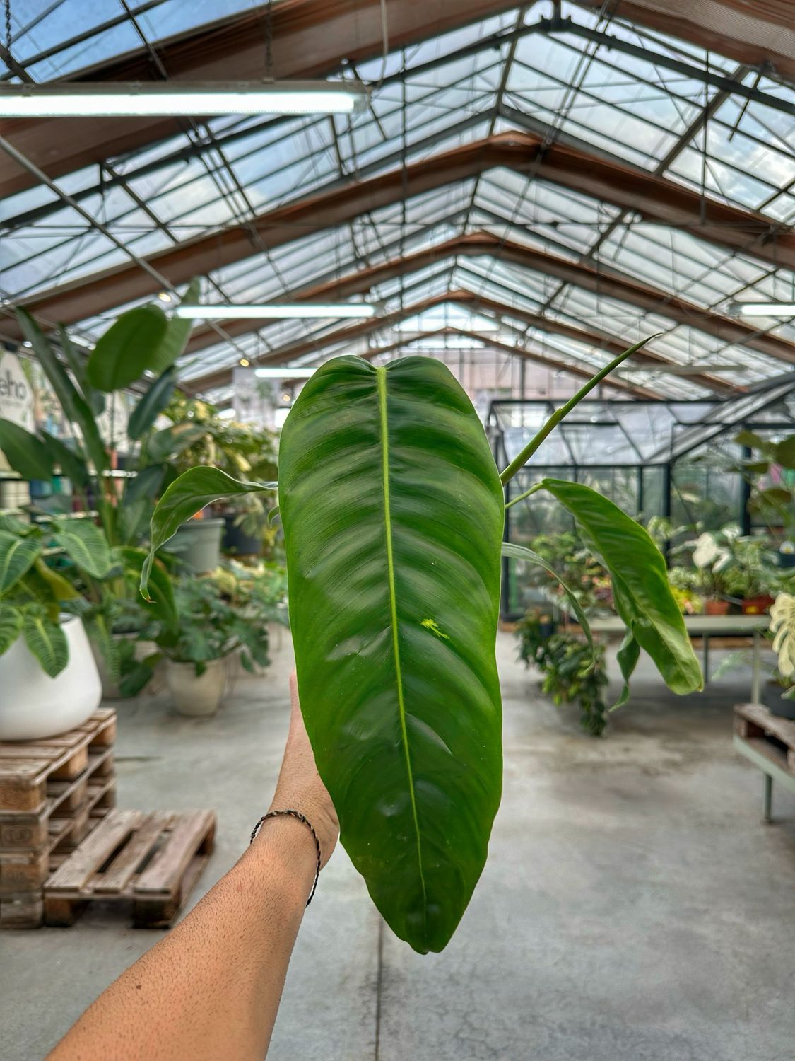 Philodendron PATRICIAE vaso cm 14