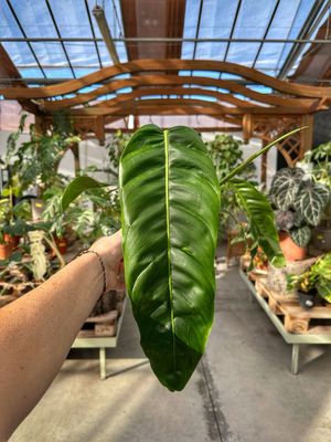 Philodendron PATRICIAE vaso cm 14