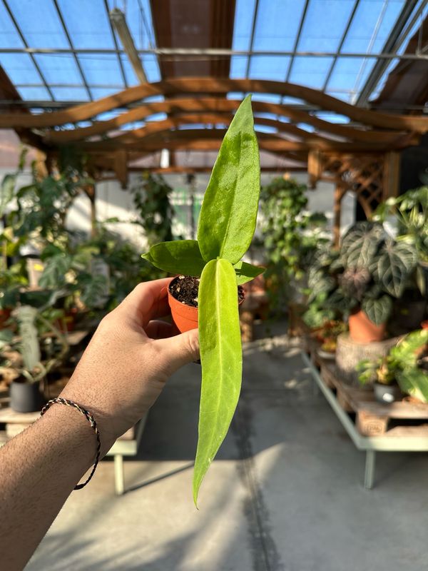 Anthurium pallidiflorum vaso cm 8