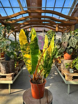 Philodendron billietiae variegate XL vaso cm 17