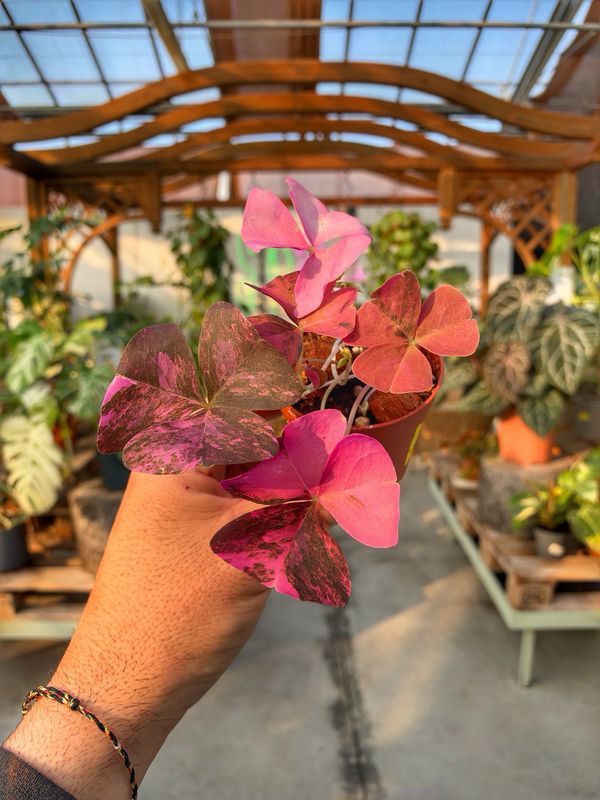 Oxalis triangularis variegata vaso cm 8